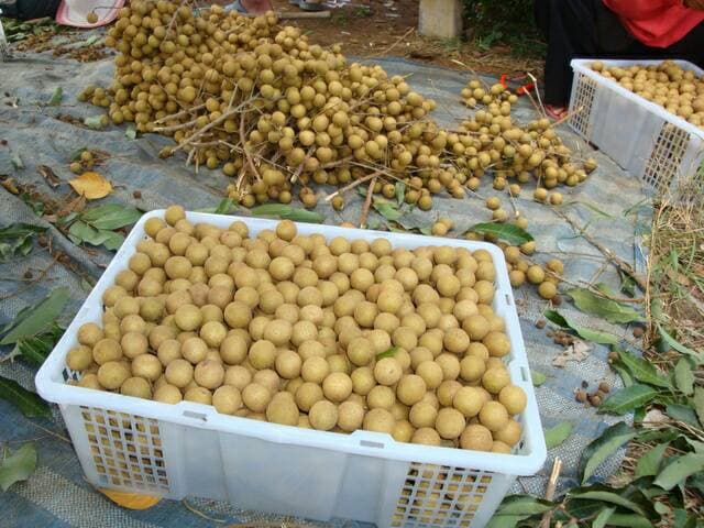 Fresh   longan